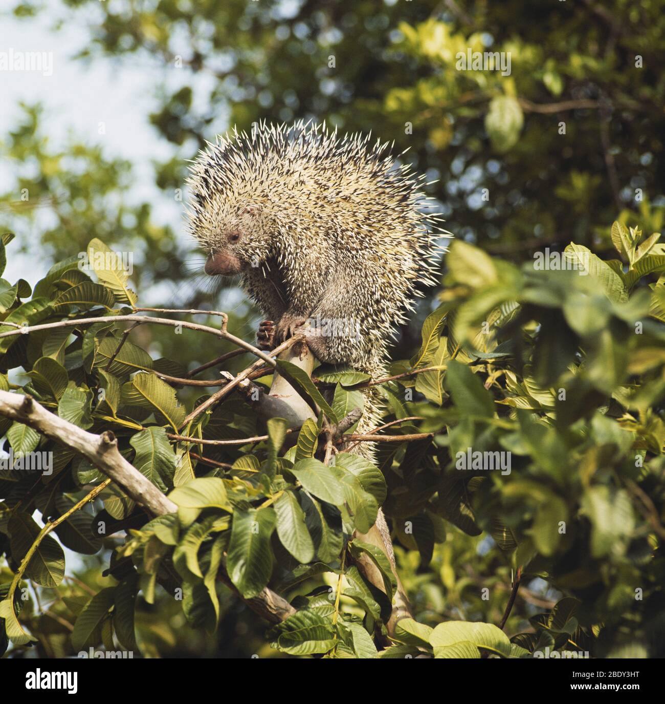Prehensile-tailed Porcupine Stock Photo