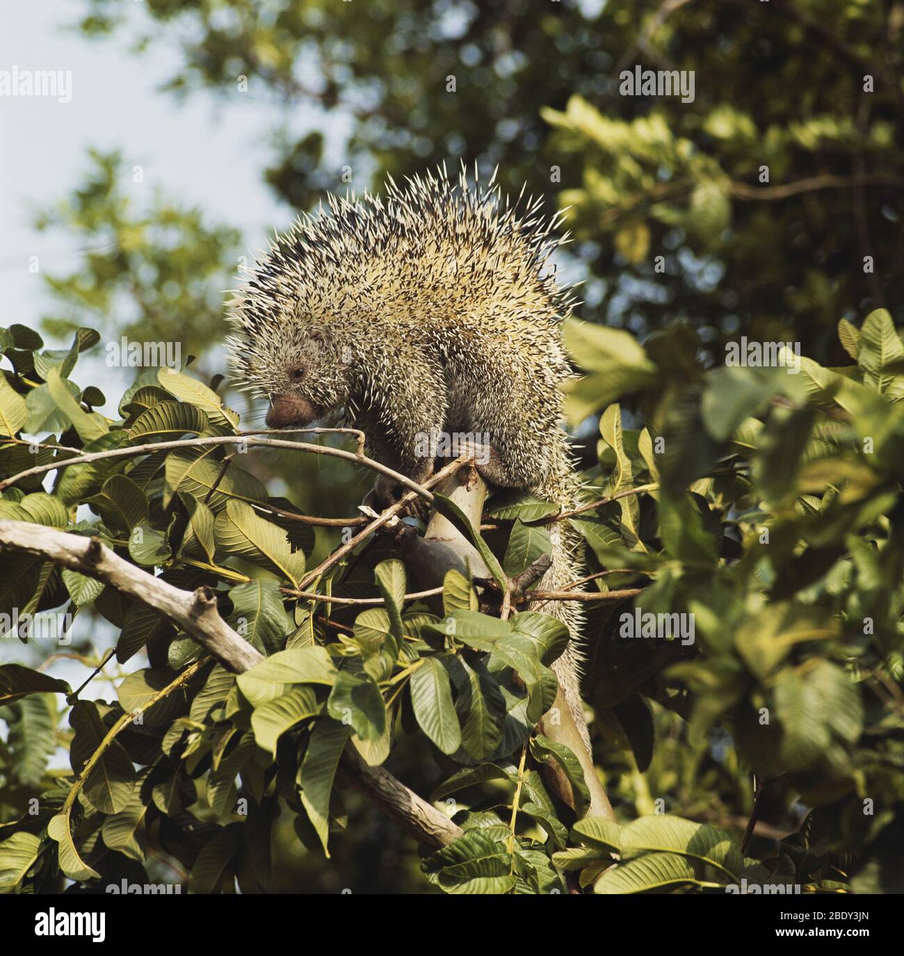 Prehensile-tailed Porcupine Stock Photo