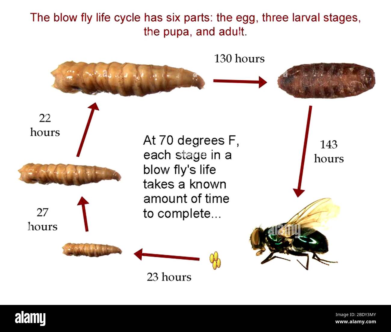 Blow fly larvae hi-res stock photography and images - Alamy