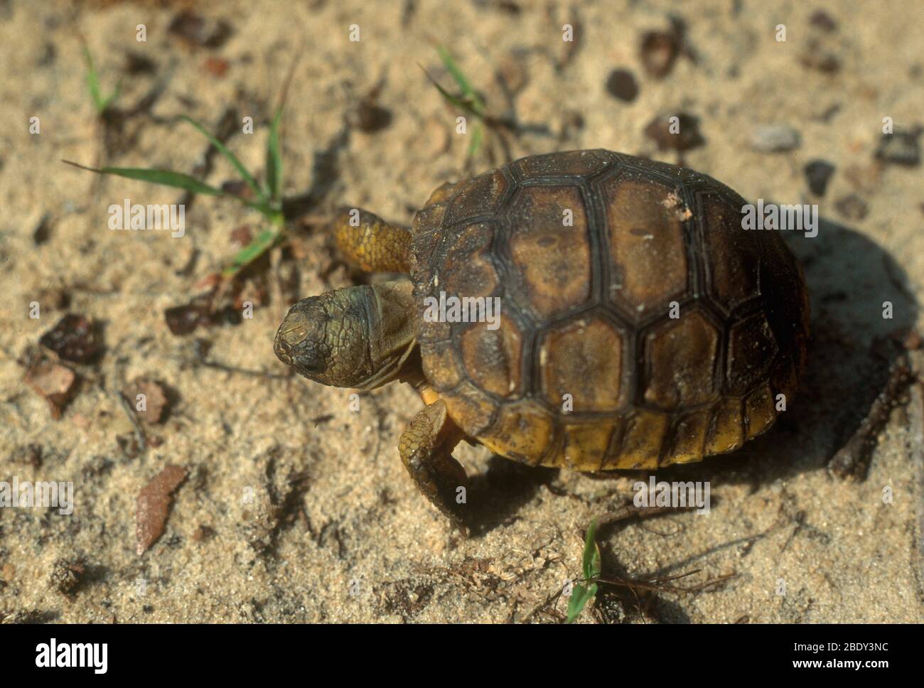 Eastern Mud Turtle Stock Photo