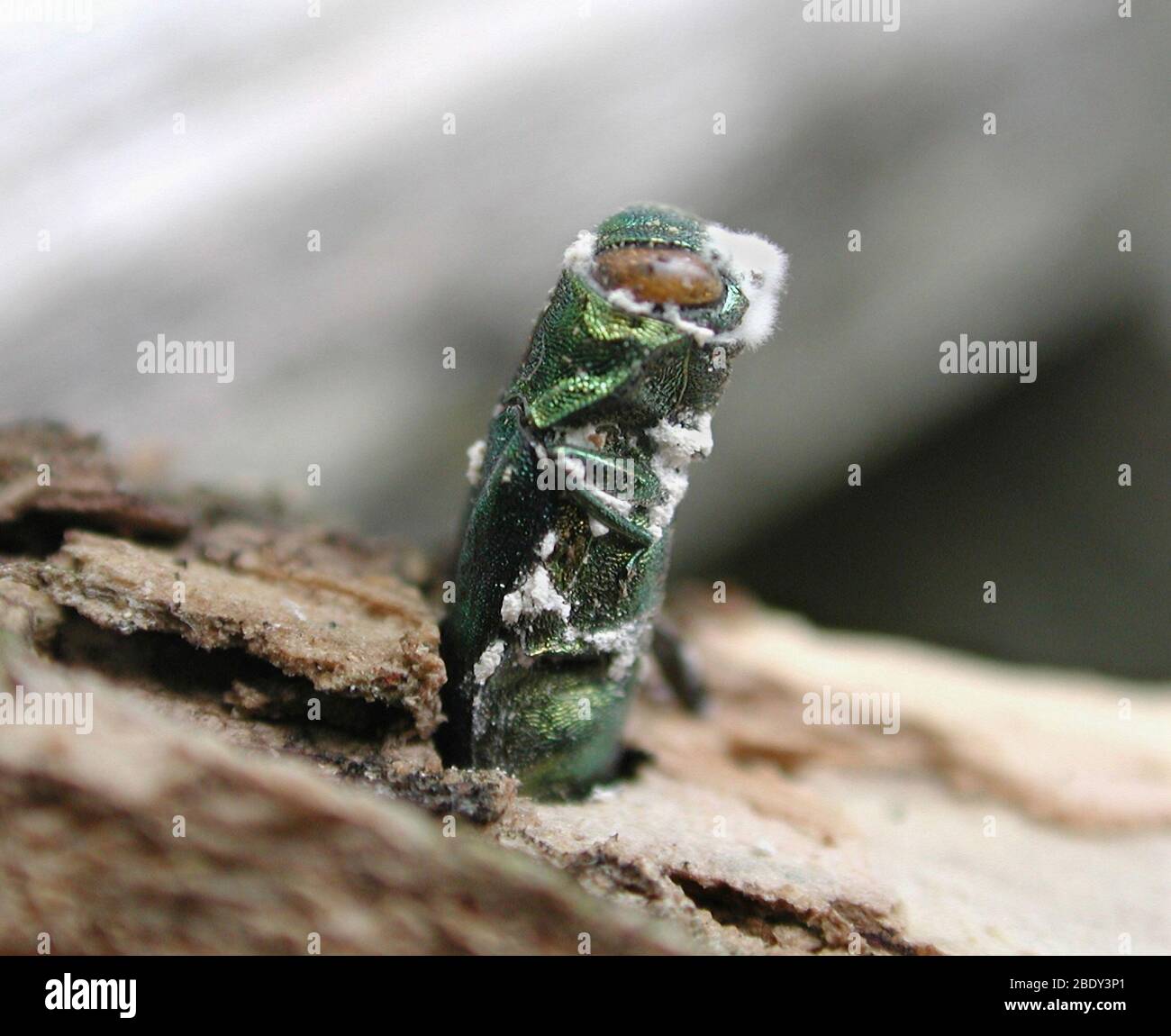 Emerging Ash Borer with Fungus Stock Photo