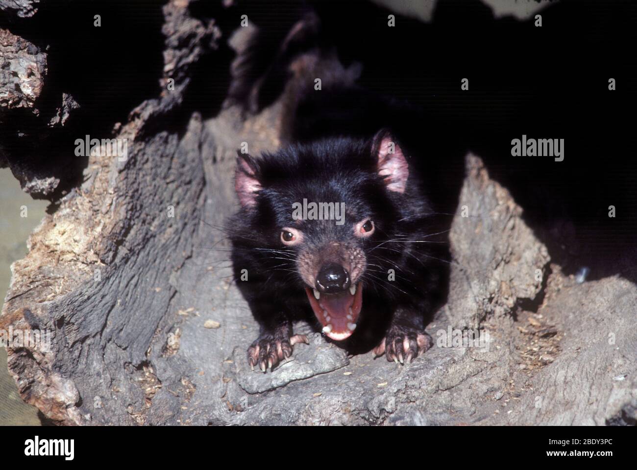 Devil animal hi-res stock photography and images - Alamy