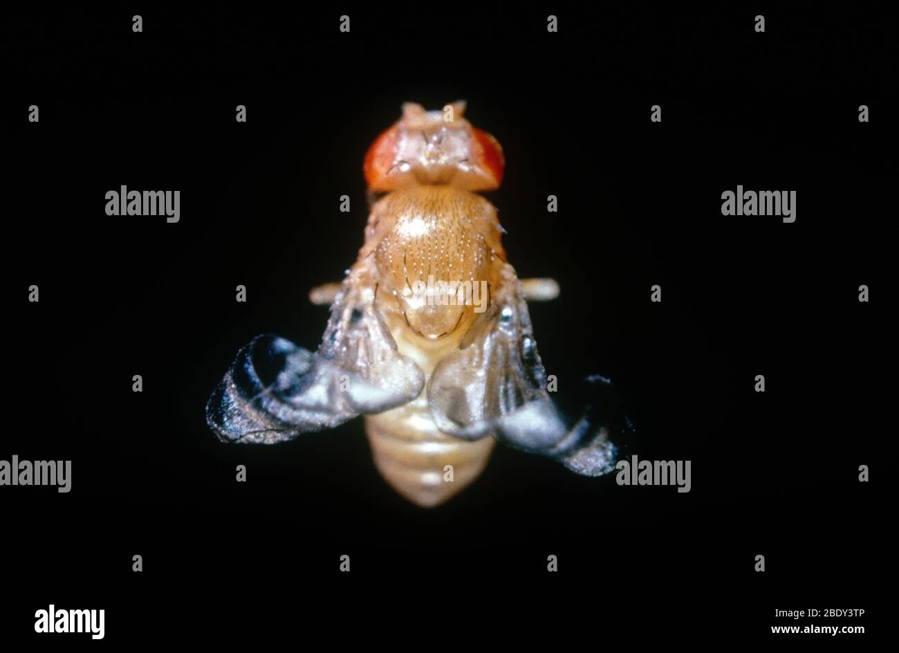 Curly Winged Drosophila Stock Photo