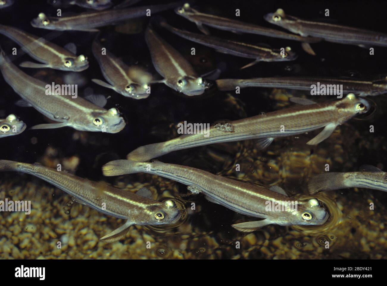 Pacific Four-eyed Fish (Anableps dowei) Stock Photo
