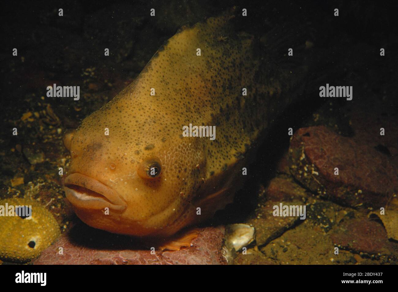 Lumpfish (Cyclopterus lumpus) Stock Photo