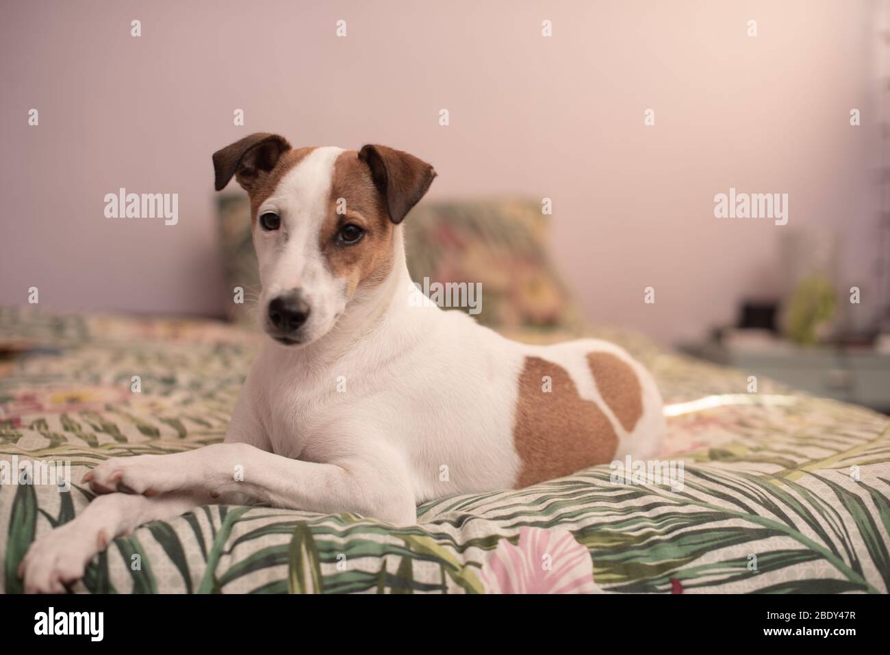 Portrait of cute puppy sitting on bed Stock Photo - Alamy