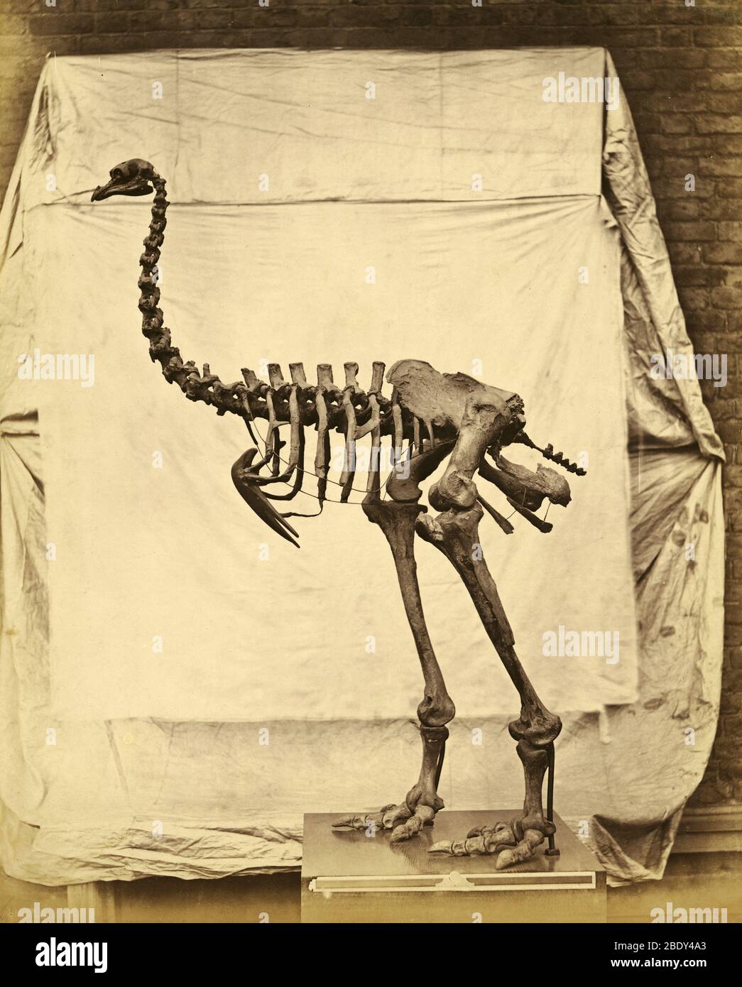 Heavy-Footed Moa Skeleton Stock Photo