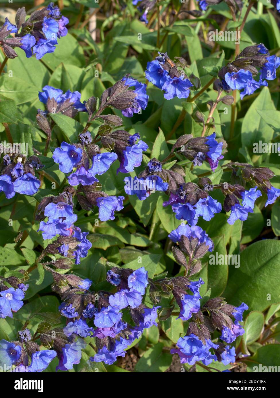 BRIGHT BLUE FLOWERS OF PULMONARIA FAMILY BORAGINACEAE ALSO CALLED LUNGWORT Stock Photo