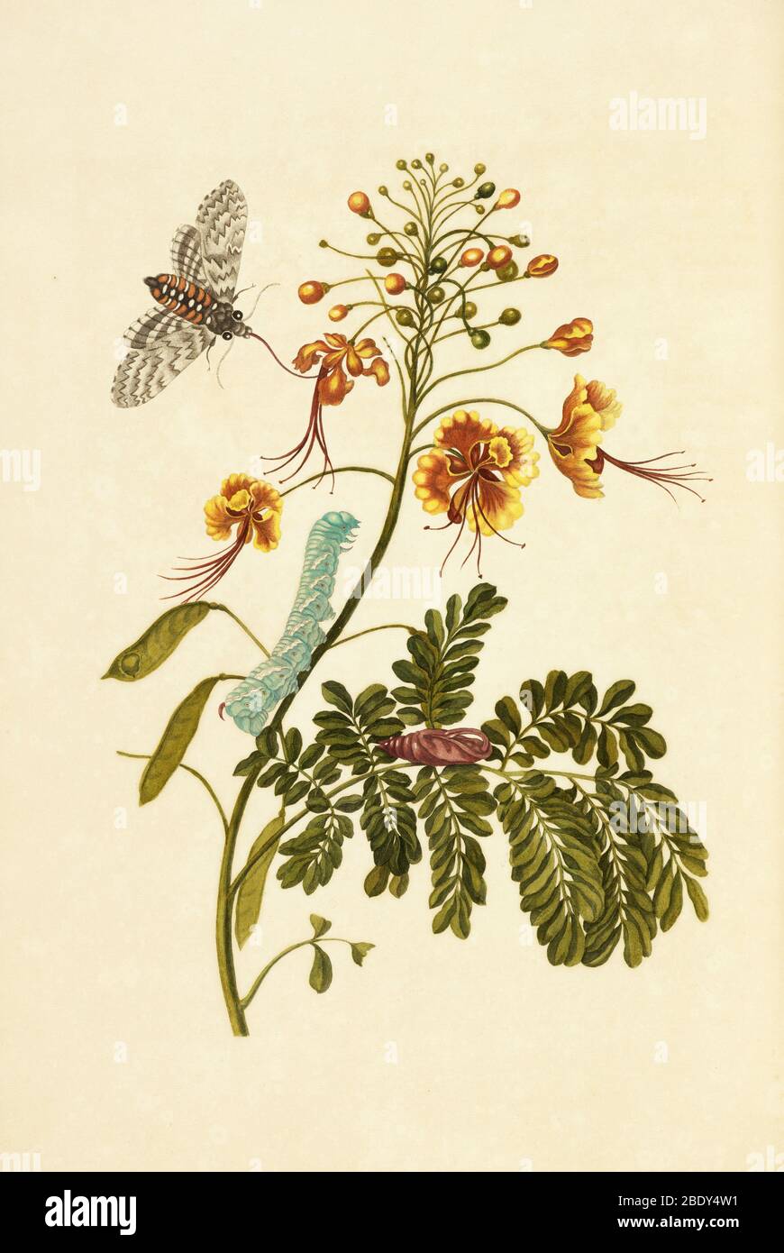 Tobacco Hawk Moth Metamorphosis, Flower Stock Photo