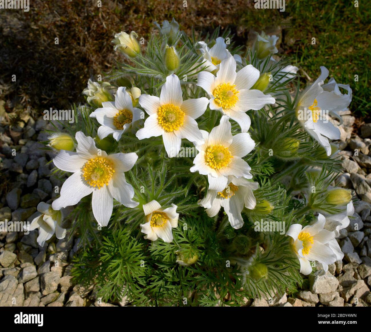 WHITE FLOWERS OF PULSATILLA PLANT Pulsatilla vulgaris PASQUEFLOWER FAMILY  Ranunculaceae Stock Photo