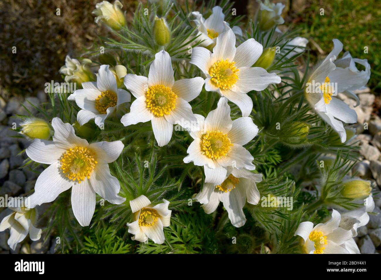WHITE FLOWERS OF THE PULSATILLA PLANT Pulsatilla vulgaris PASQUEFLOWER FAMILY  Ranunculaceae Stock Photo