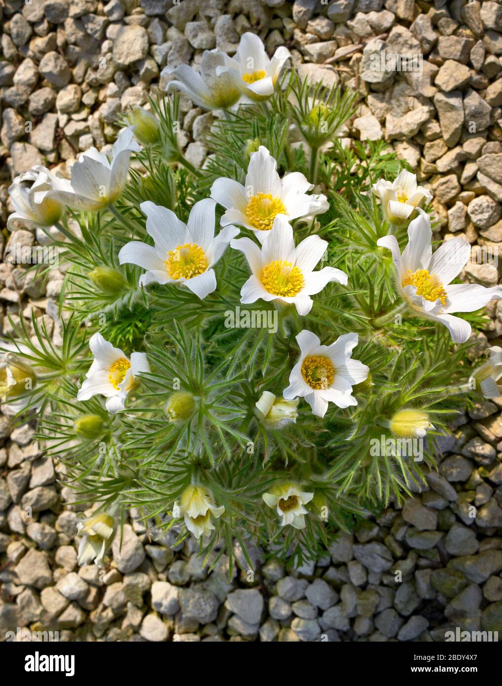 WHITE FLOWERS OF THE PULSATILLA PLANT Pulsatilla vulgaris PASQUEFLOWER OF THE FAMILY  Ranunculaceae Stock Photo