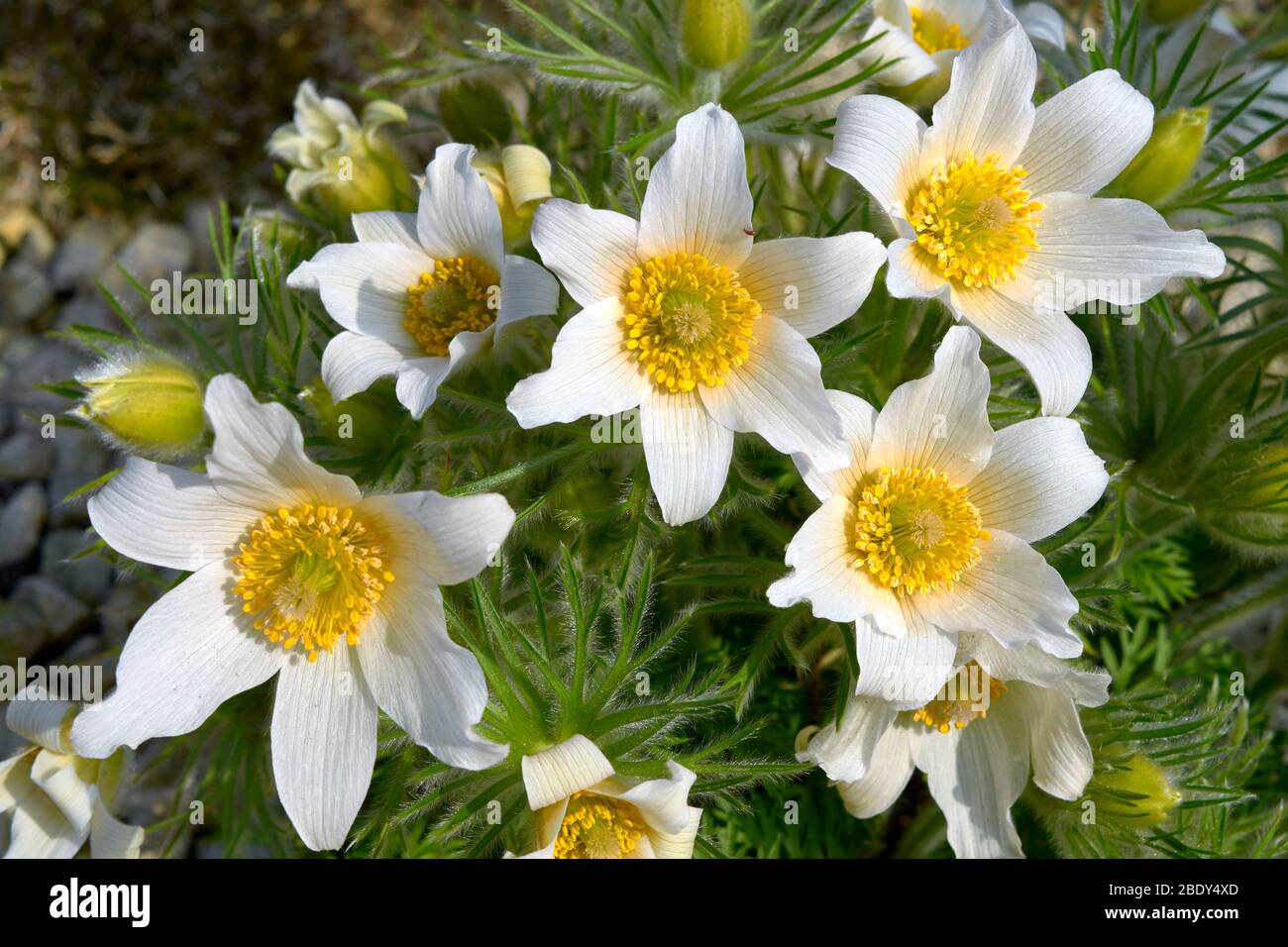 WHITE FLOWERS OF THE PULSATILLA PLANT Pulsatilla vulgaris PASQUEFLOWER THE FAMILY  Ranunculaceae Stock Photo
