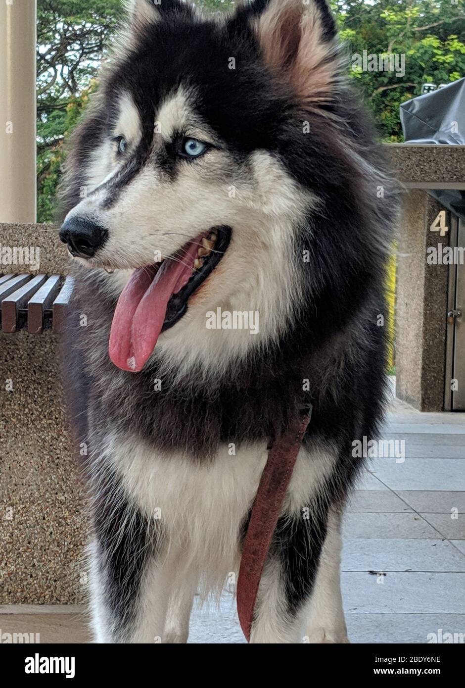 Black and white cute dog laying on the ground sticking its tongue out ...
