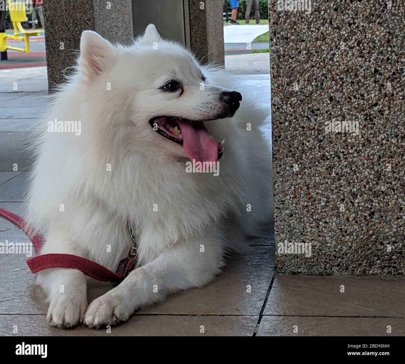 White cute dog laying on the ground sticking its tongue out Stock Photo ...