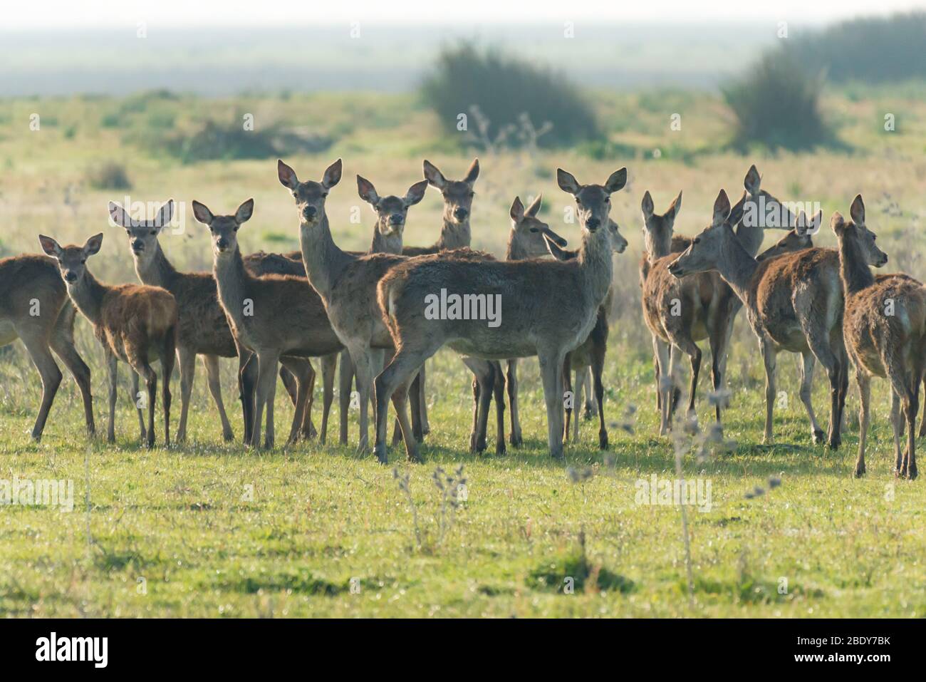 Ciervos en Doñana Stock Photo