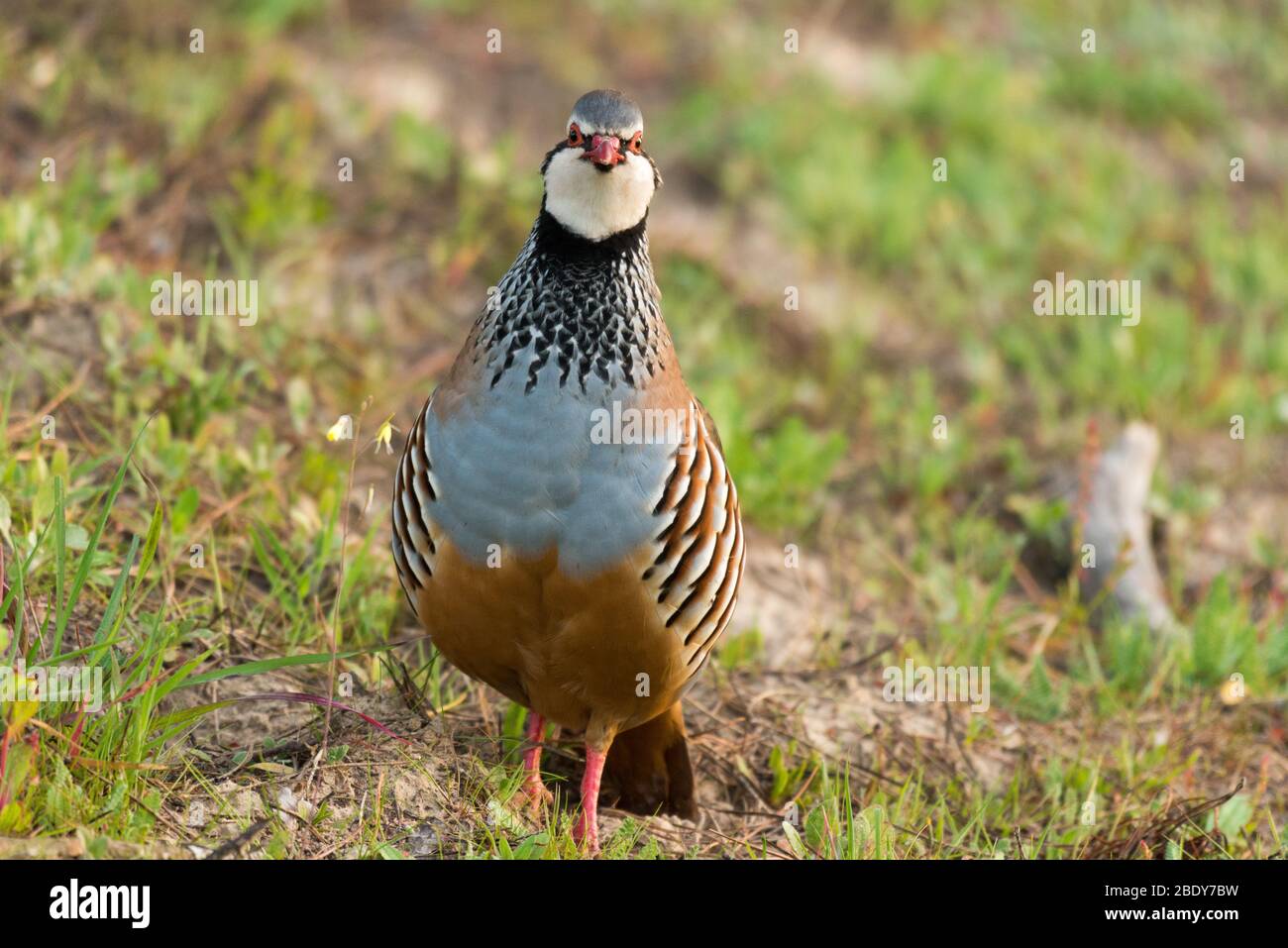Perdiz perdiz aves aves hi-res stock photography and images - Alamy