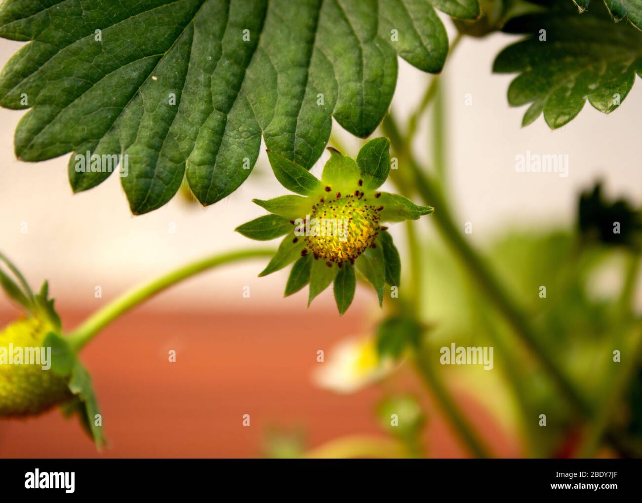 Close-up of a strawberry blossom out of focus background Stock Photo