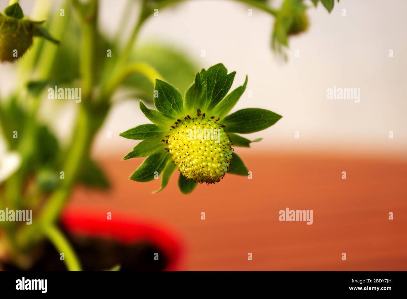 Close-up of a strawberry blossom out of focus background Stock Photo