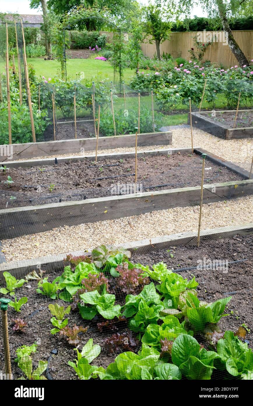 Vegetable growing in raised beds in a garden in an English home, UK Stock Photo