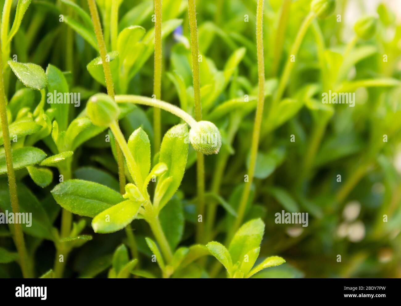 Close-up of caster plants, Felicia amelloides, from the daisy family, Asteraceae Stock Photo