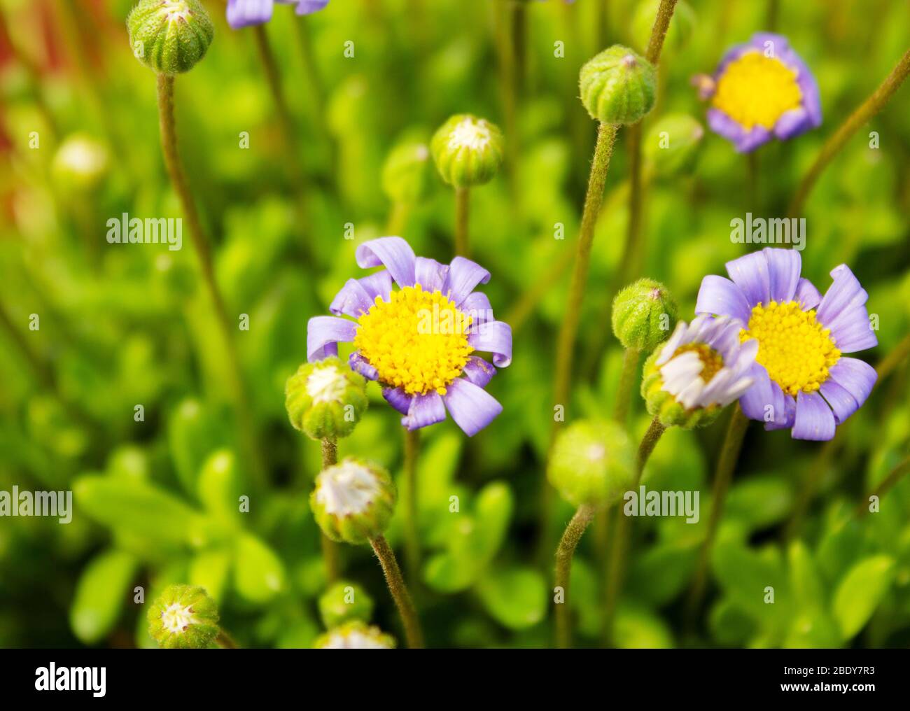 Close-up of caster plants, Felicia amelloides, from the daisy family, Asteraceae Stock Photo