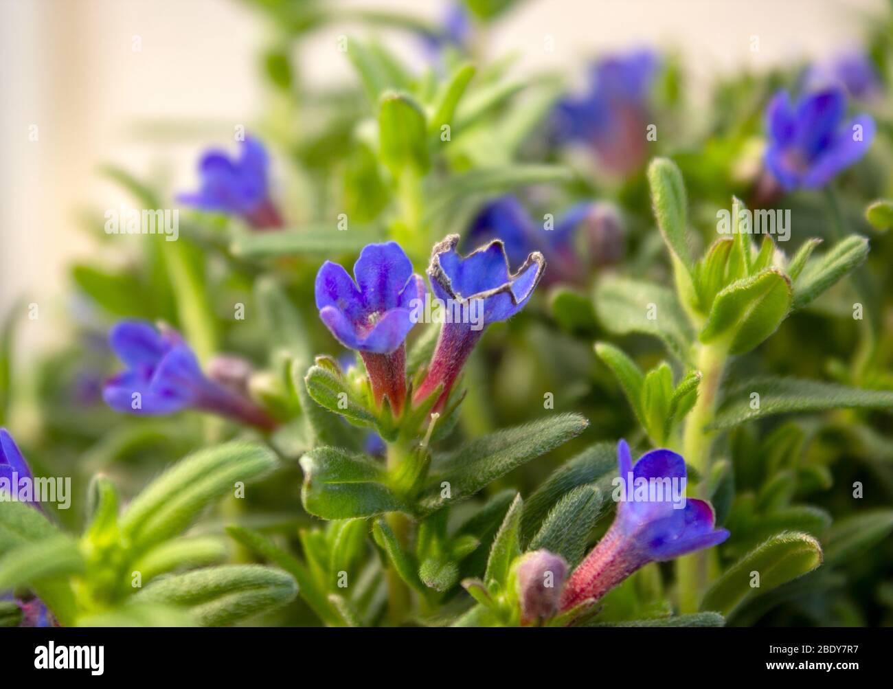 Lithodora diffusa, the purple gromwell, syn. Lithospermum diffusa, is a species of flowering plant in the family Boraginaceae Stock Photo