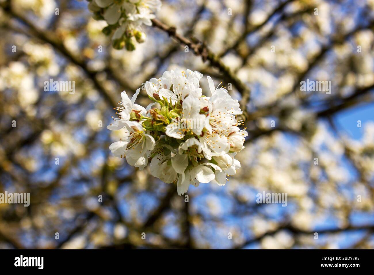 White cherry blossoms on a cherry tree with a blue sky in spring to the fruit tree blossom Stock Photo