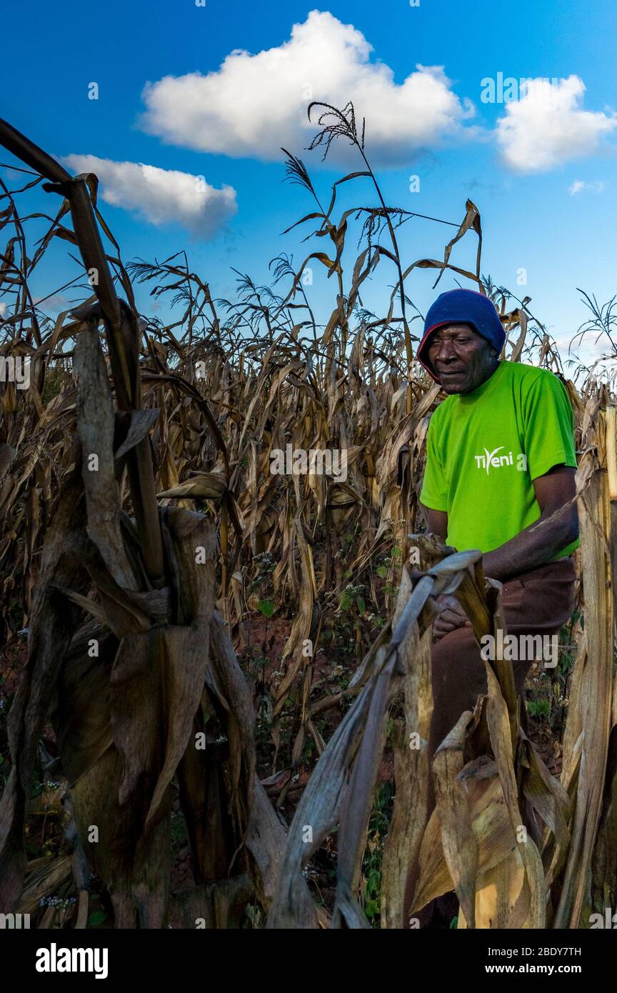 Elderly farmer among his maize field (sustainable agriculture) near Mzuzu, Malawi, wearing a green t-shirt emblazoned with the Tiyeni NGO logo Stock Photo