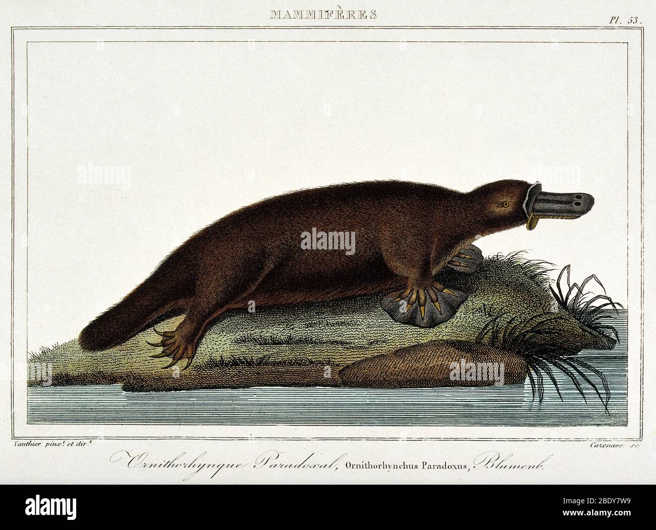 DuckBilled Platypus (Ornithorhynchus anatinus Stock Photo Alamy
