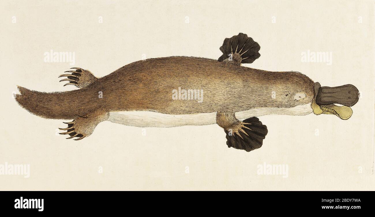 Duck-Billed Platypus (Ornithorhynchus anatinus) Stock Photo