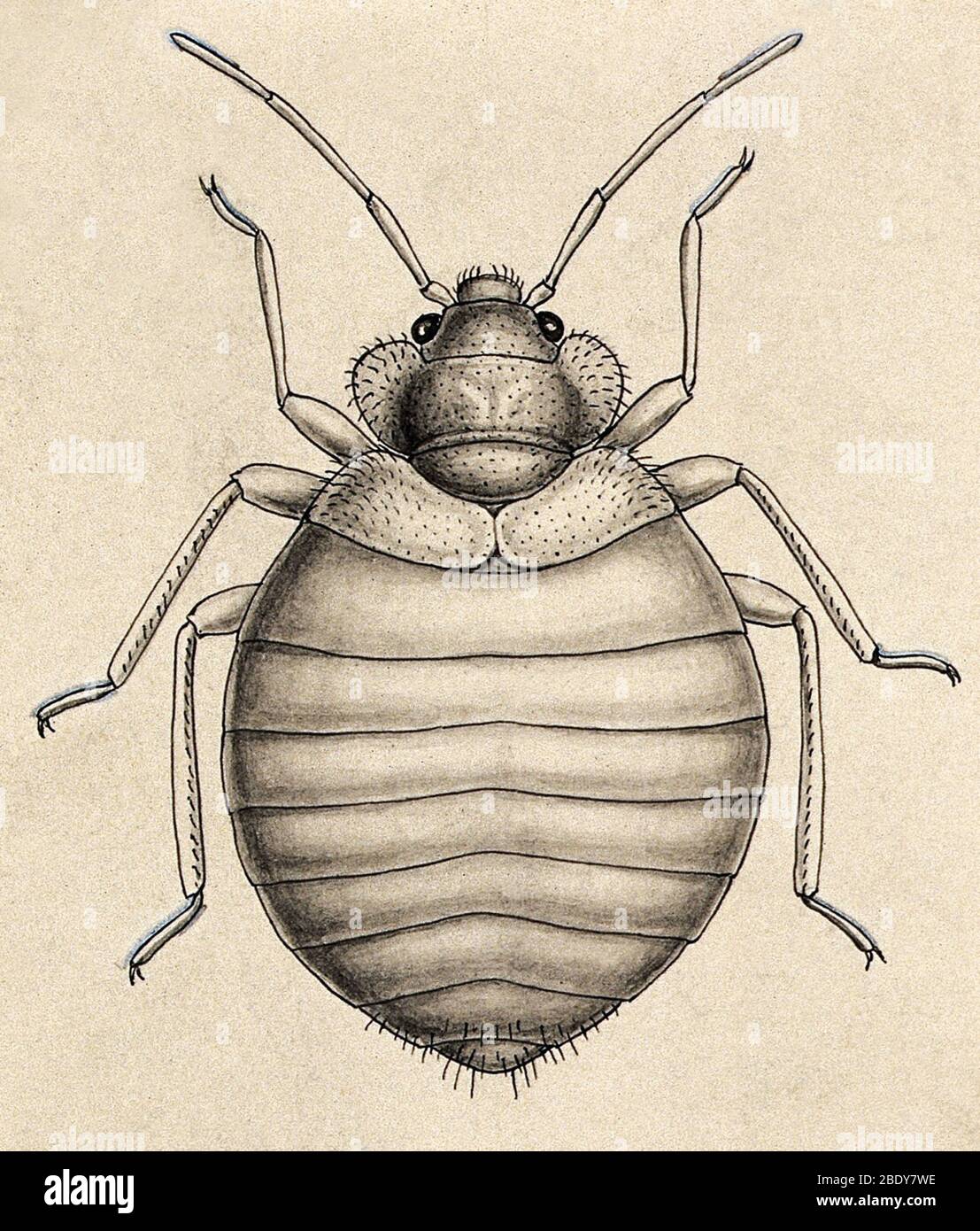 Common Bedbug, Cimex lectularius Stock Photo