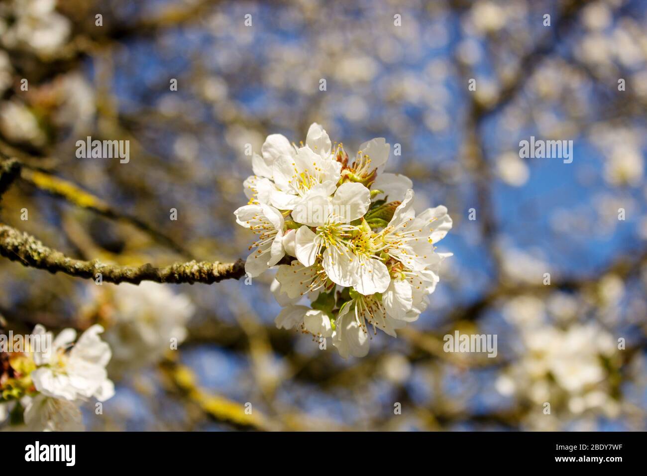 White cherry blossoms on a cherry tree with a blue sky in spring to the fruit tree blossom Stock Photo