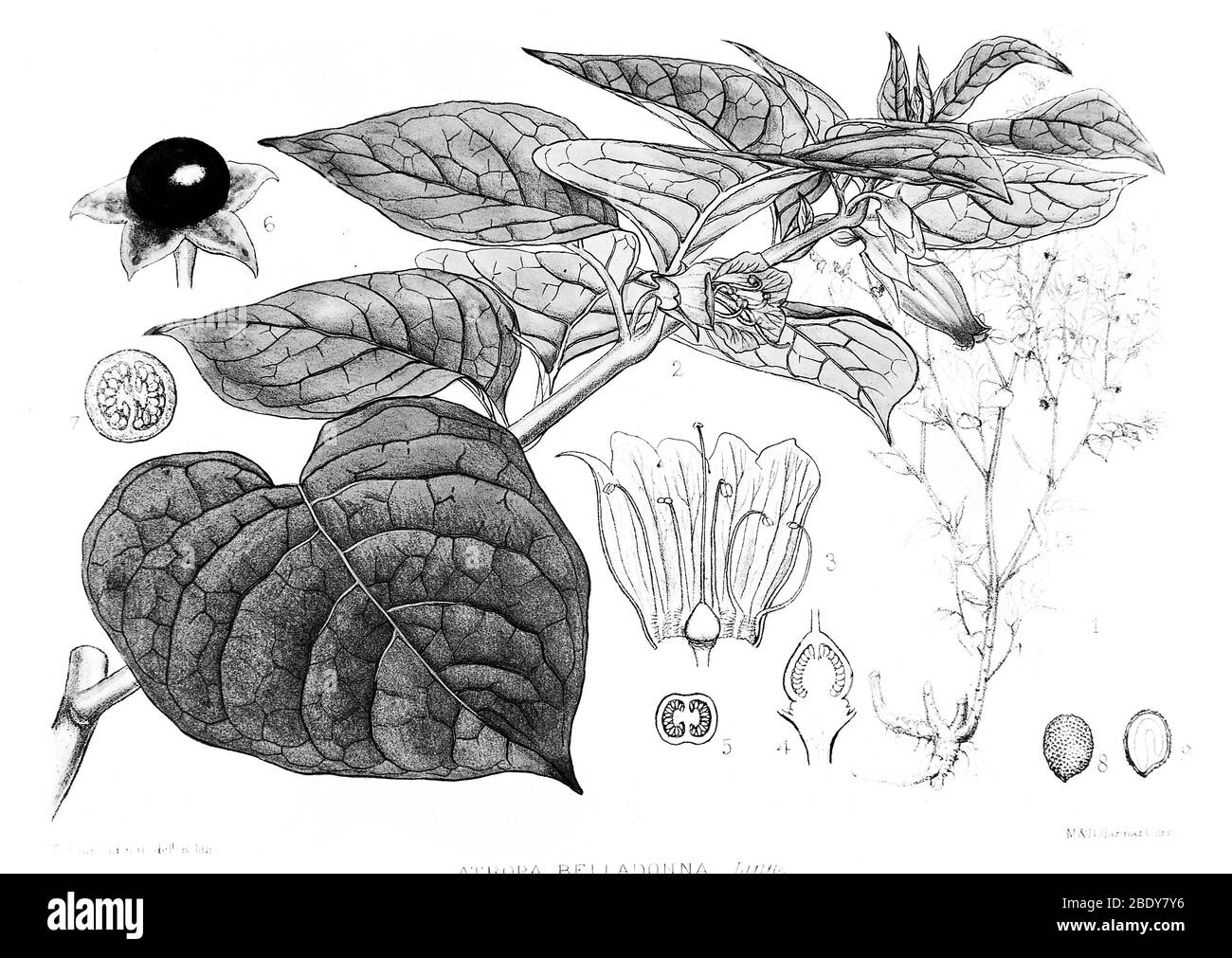 Deadly Nightshade, Medicinal Plant, 1830 Stock Photo