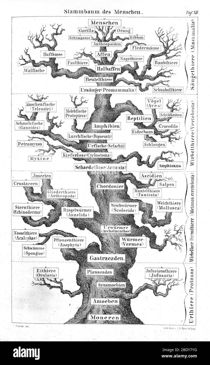 Ernst Haeckel, Family Tree of Man, 1874 Stock Photo