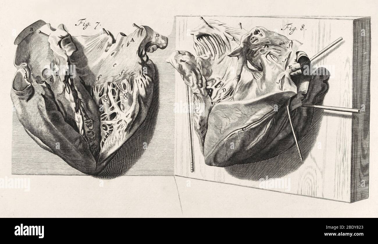 Heart Anatomy, Illustration, 1739 Stock Photo