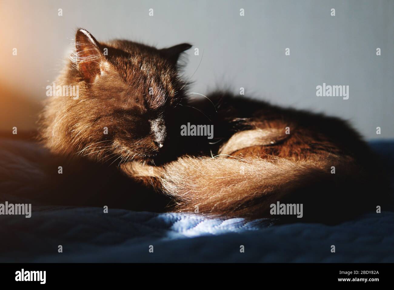 Beautiful black cat close up hi-res stock photography and images - Alamy