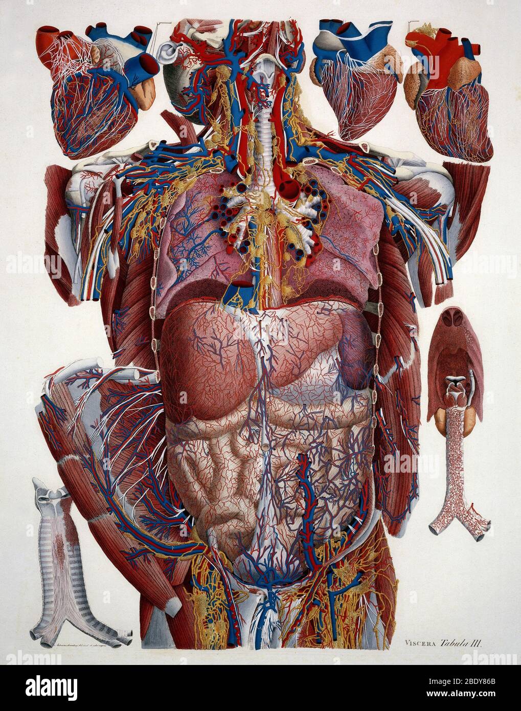 Human Anatomy, Mascagni Illustration, c.1820s Stock Photo