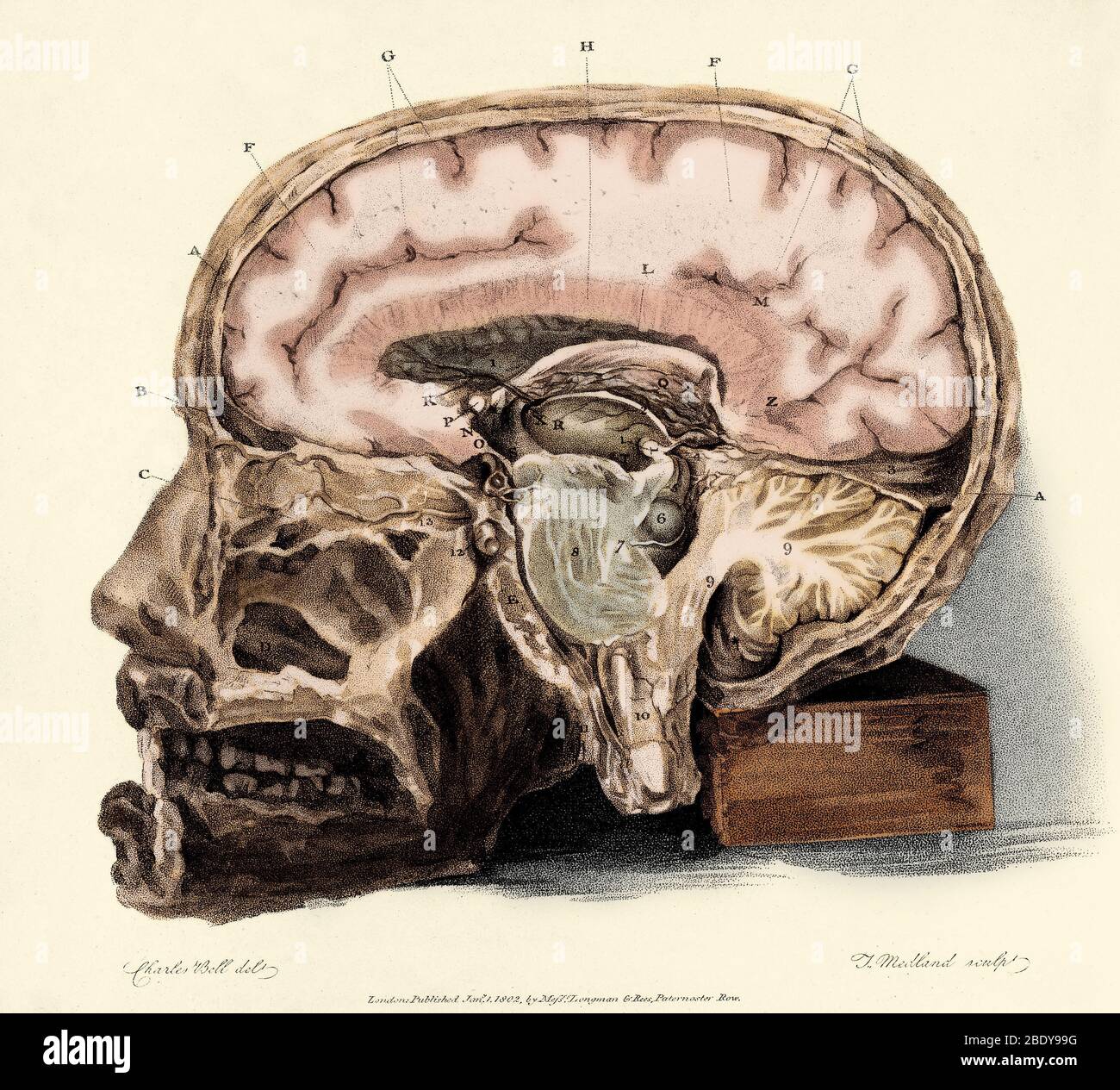 Brain, Anatomical Illustration, 1802 Stock Photo