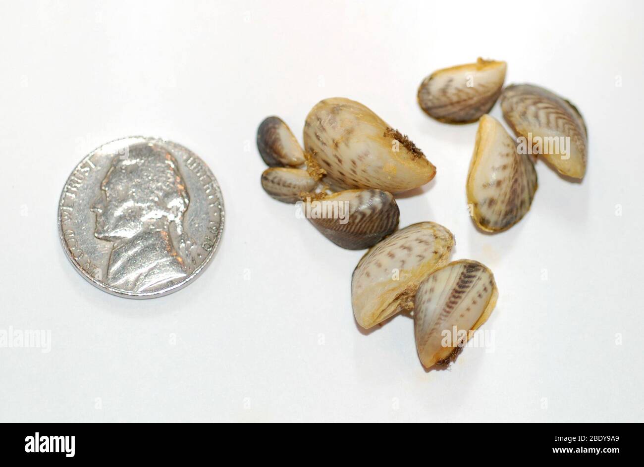 Quagga Mussels (Dreissena bugensis Stock Photo Alamy