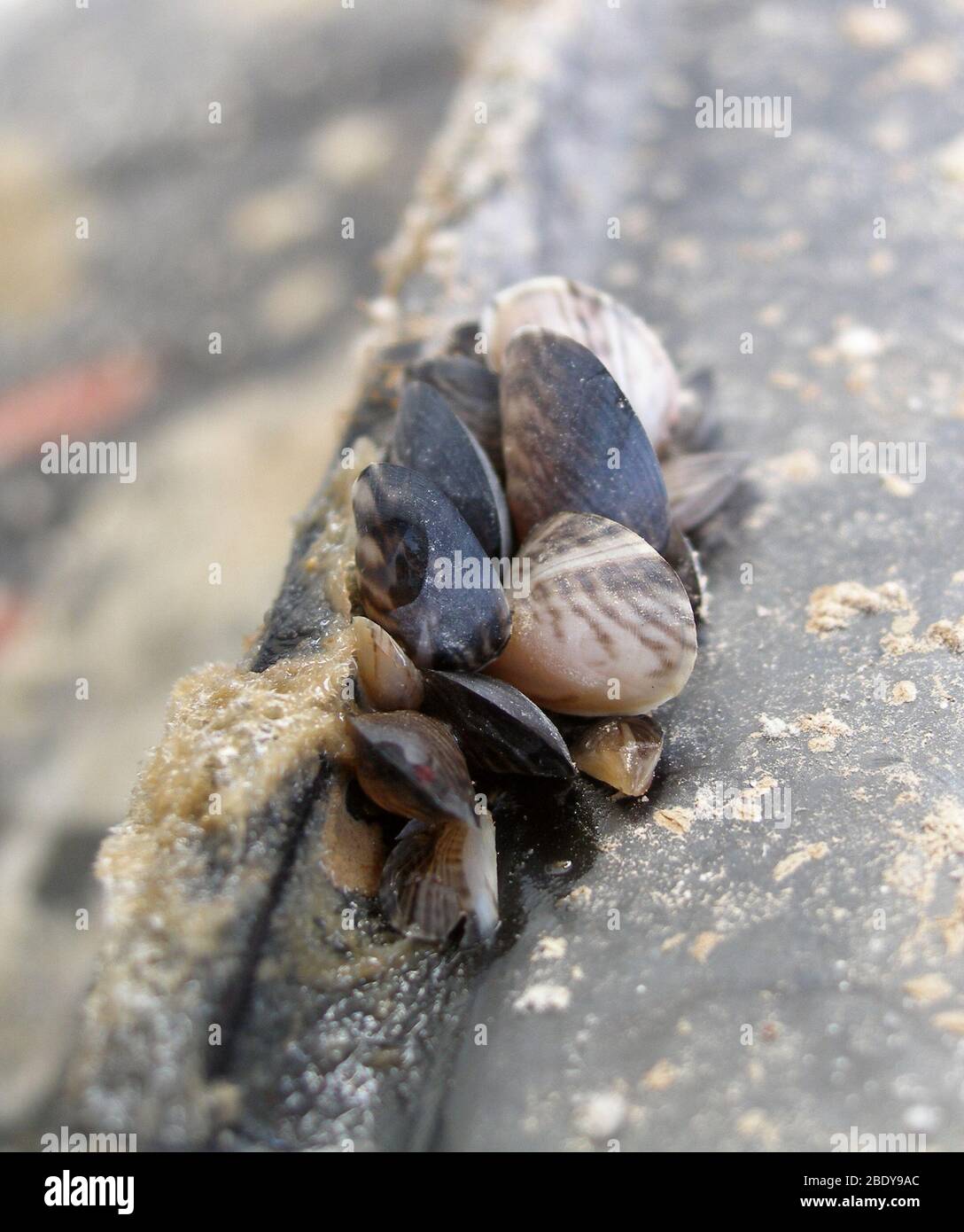 Quagga Mussels (Dreissena bugensis Stock Photo Alamy