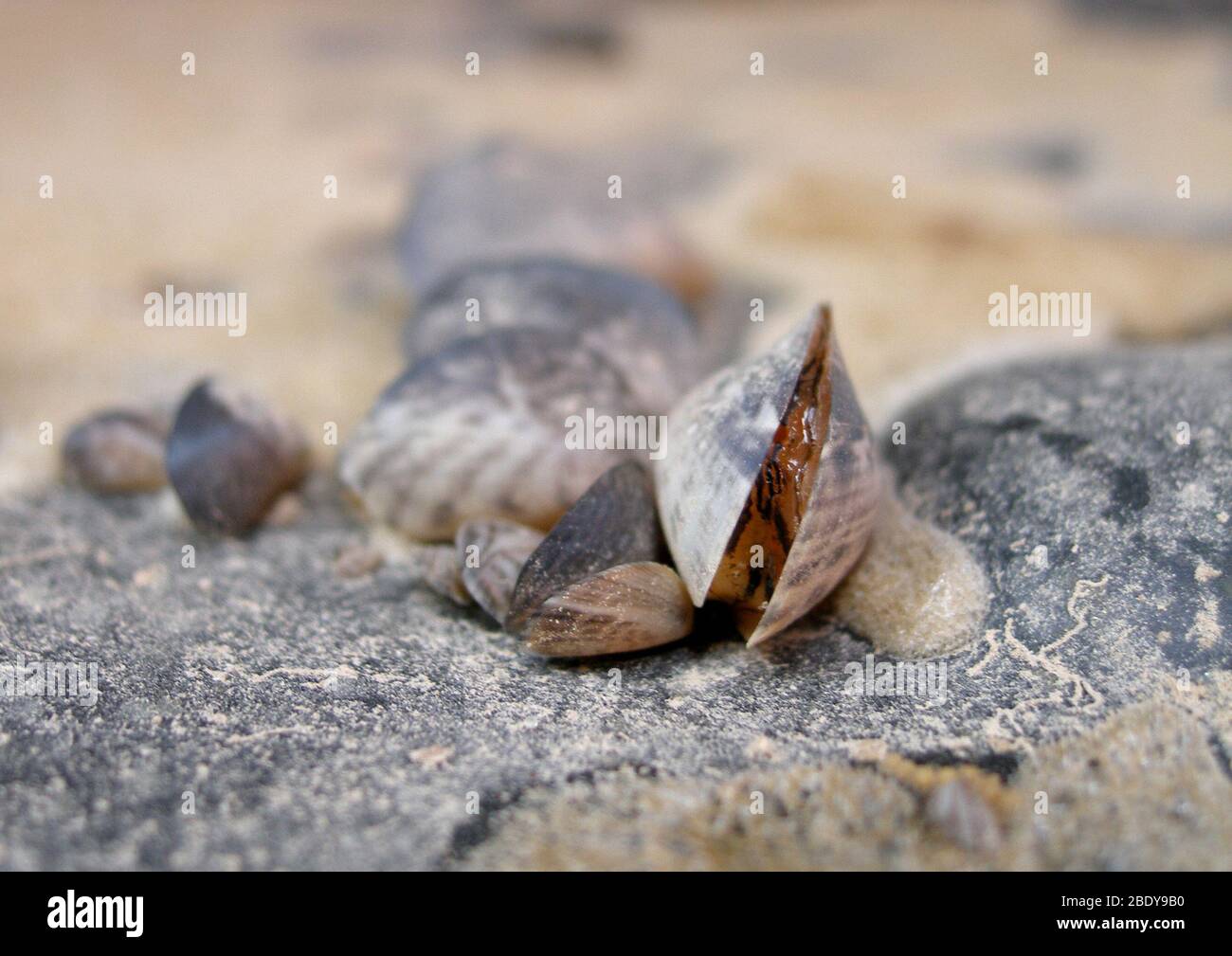 Quagga Mussels (Dreissena bugensis) Stock Photo