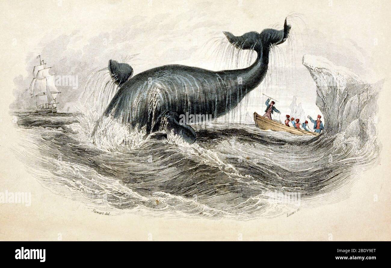 Whaling Ship 19th Century High Resolution Stock Photography and Images ...