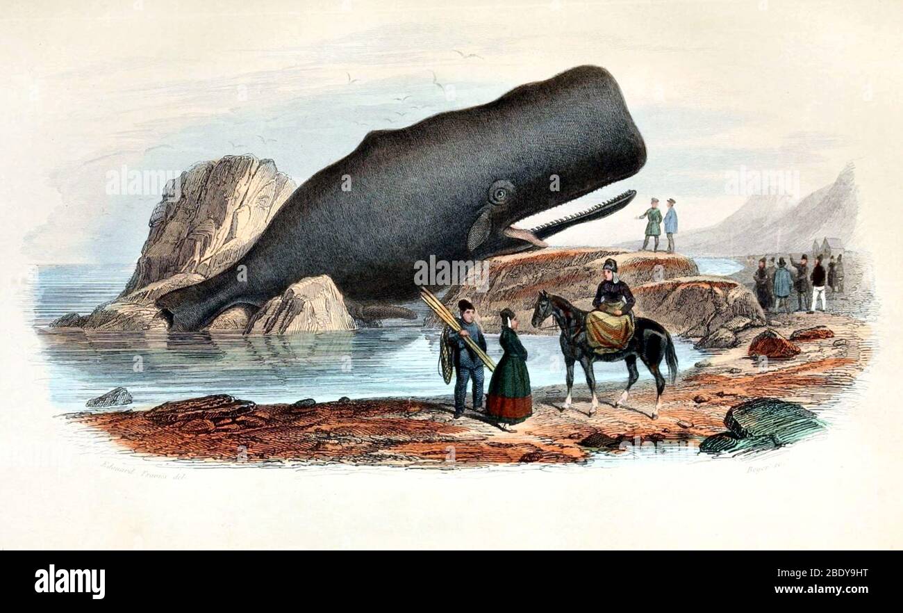 Beached Whale, 19th Century Stock Photo