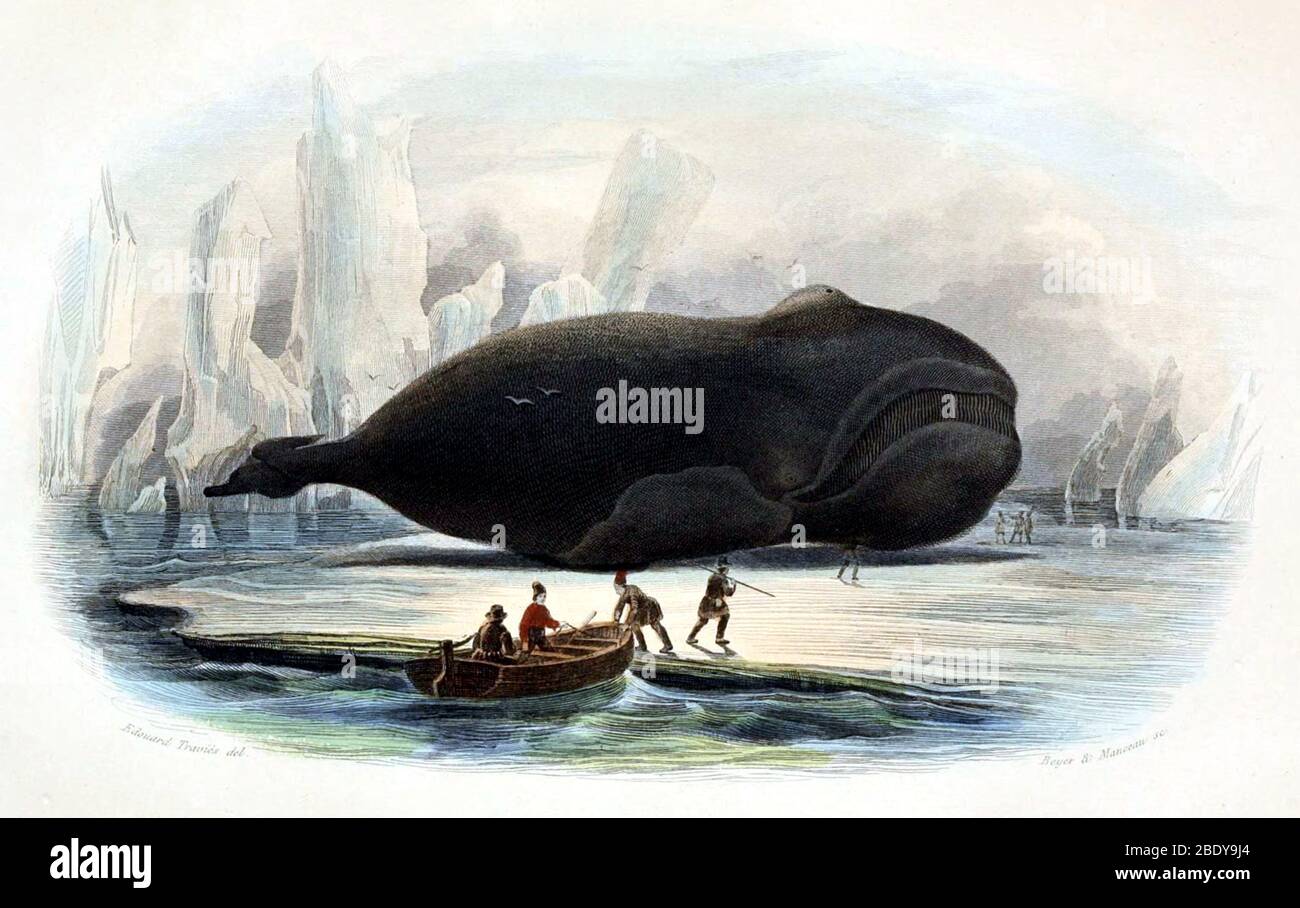 Whaling, Baleen Whale, 19th Century Stock Photo