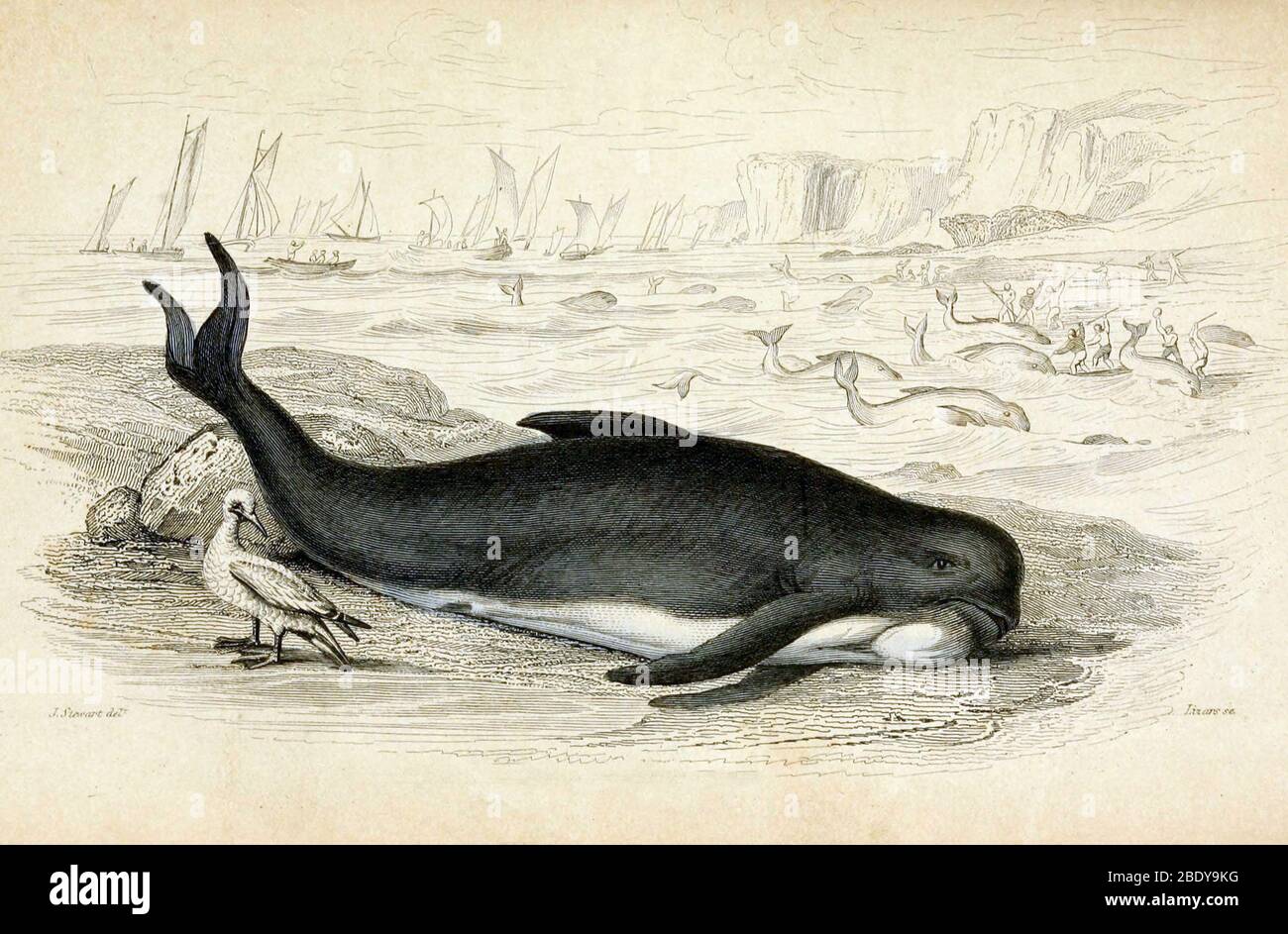 Whaling, Pilot Whale, 19th Century Stock Photo