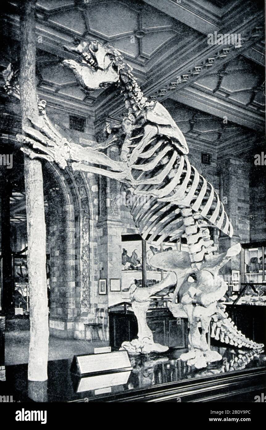 Skeleton of South American Ground Sloth Stock Photo