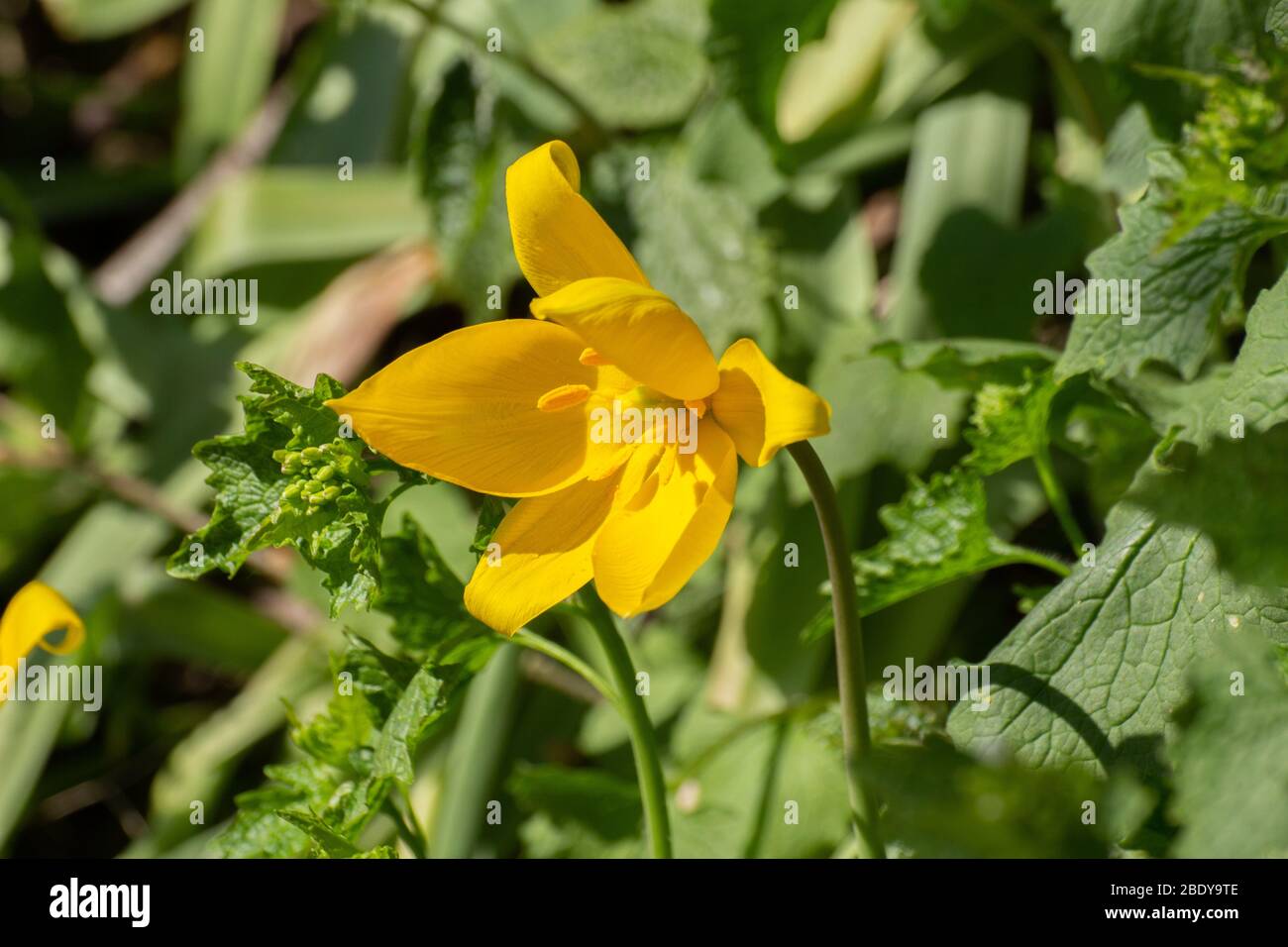 Close up of a very rare yellow wild tulip, Tulipa sylvestris or Weinberg Tulpe Stock Photo