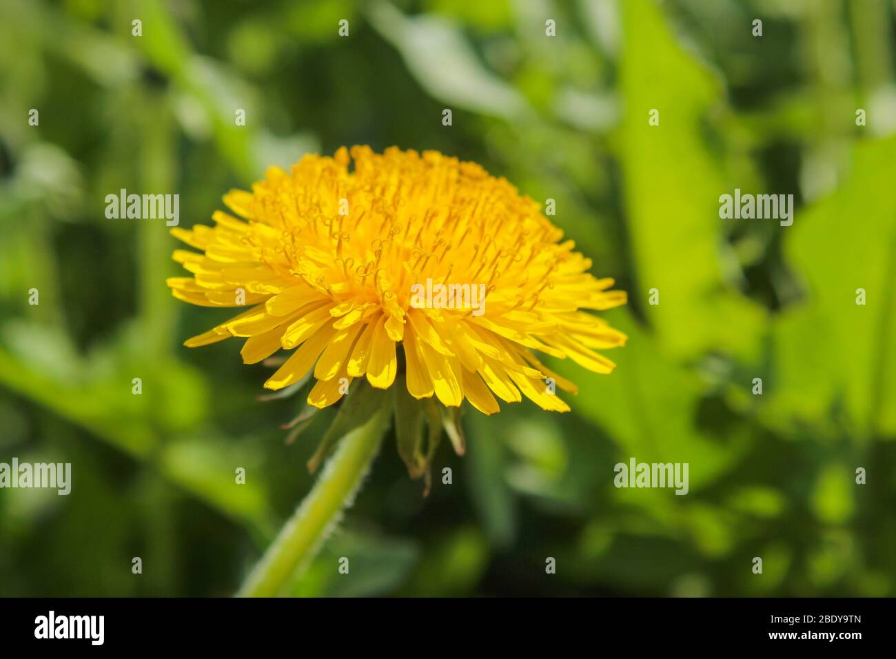 Dandelion bloom in spring in the meadow Stock Photo