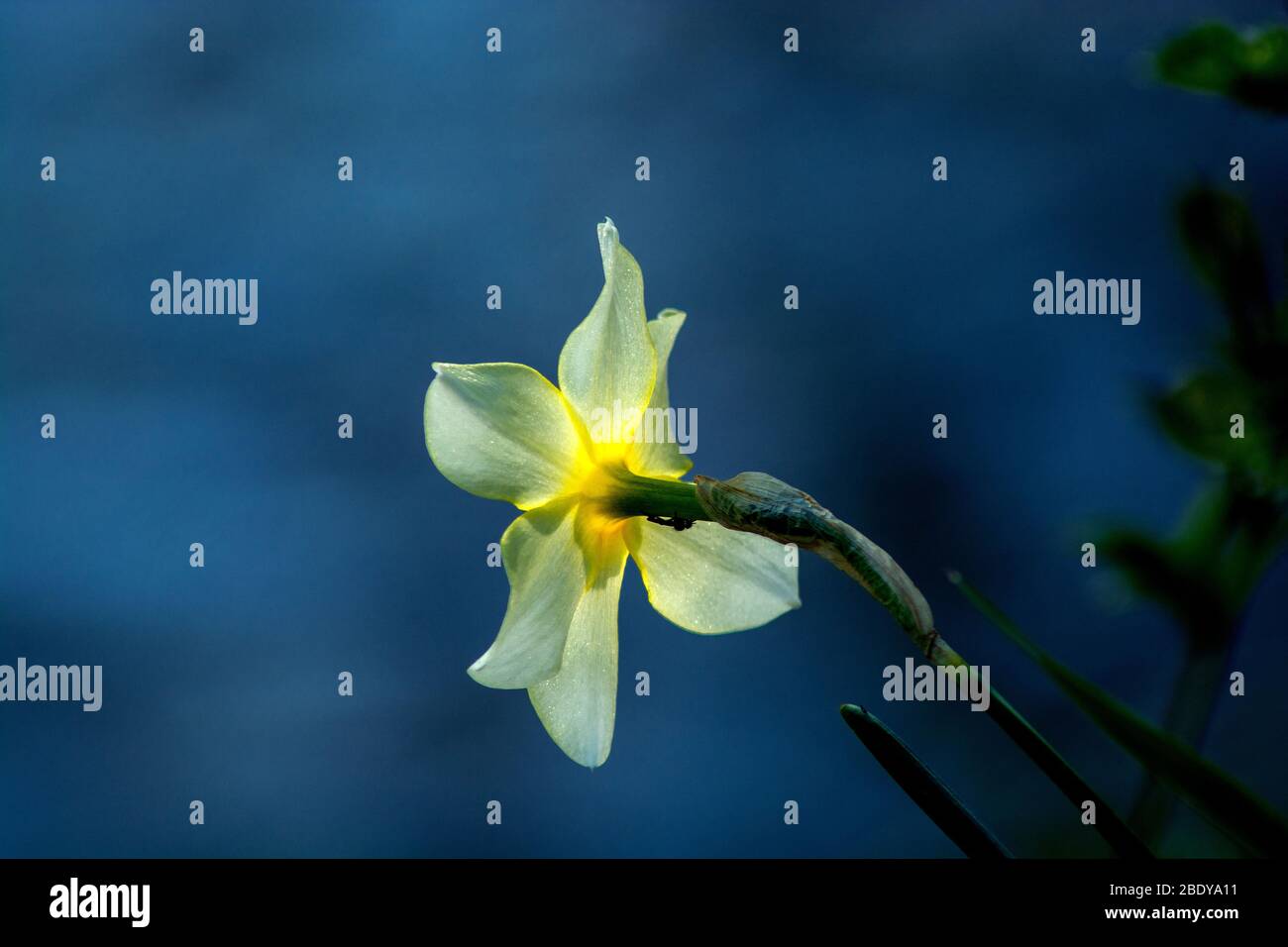 Concept flora : The Daffodil Stock Photo